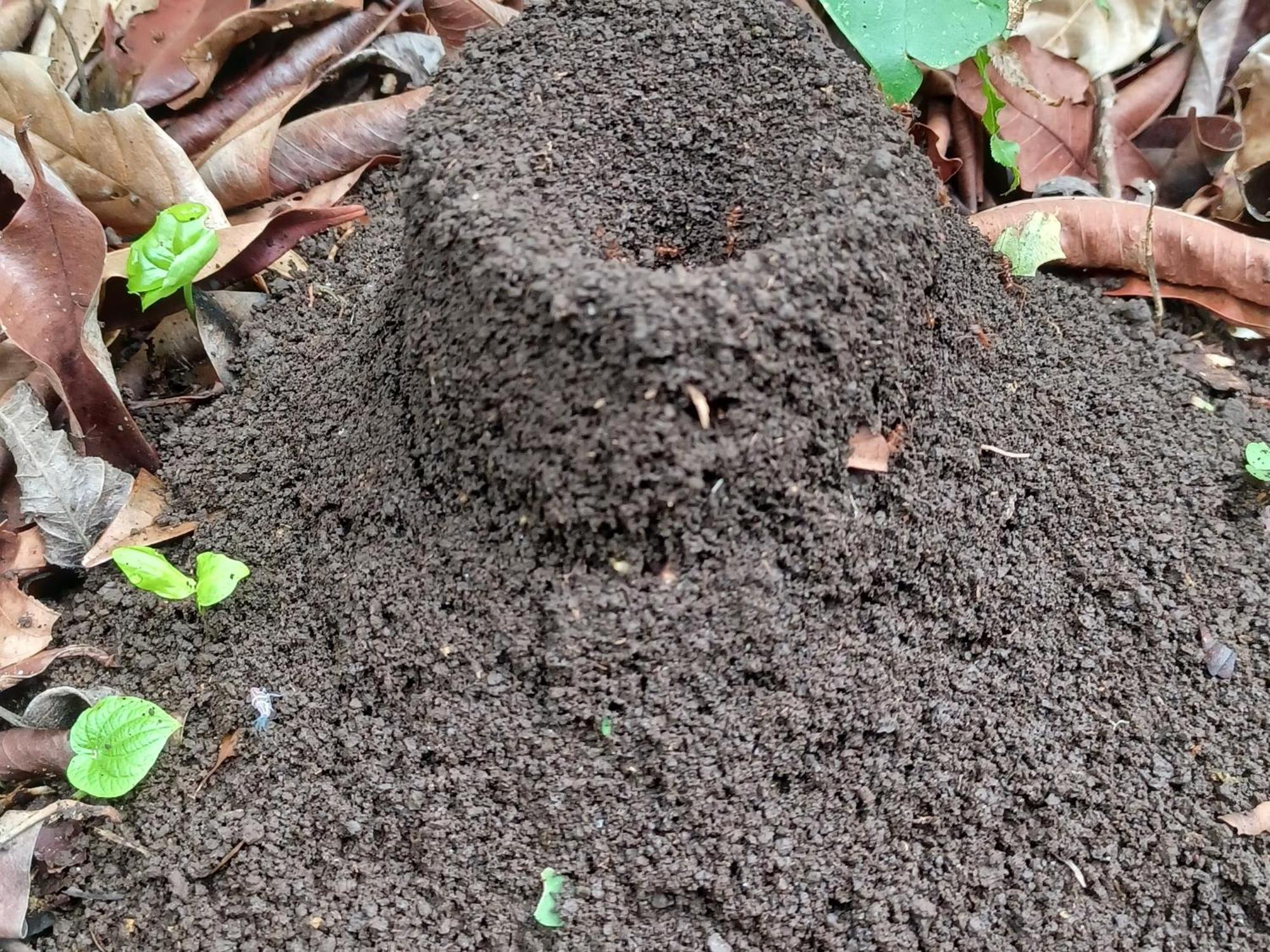 Eco Magdalena Altagracia