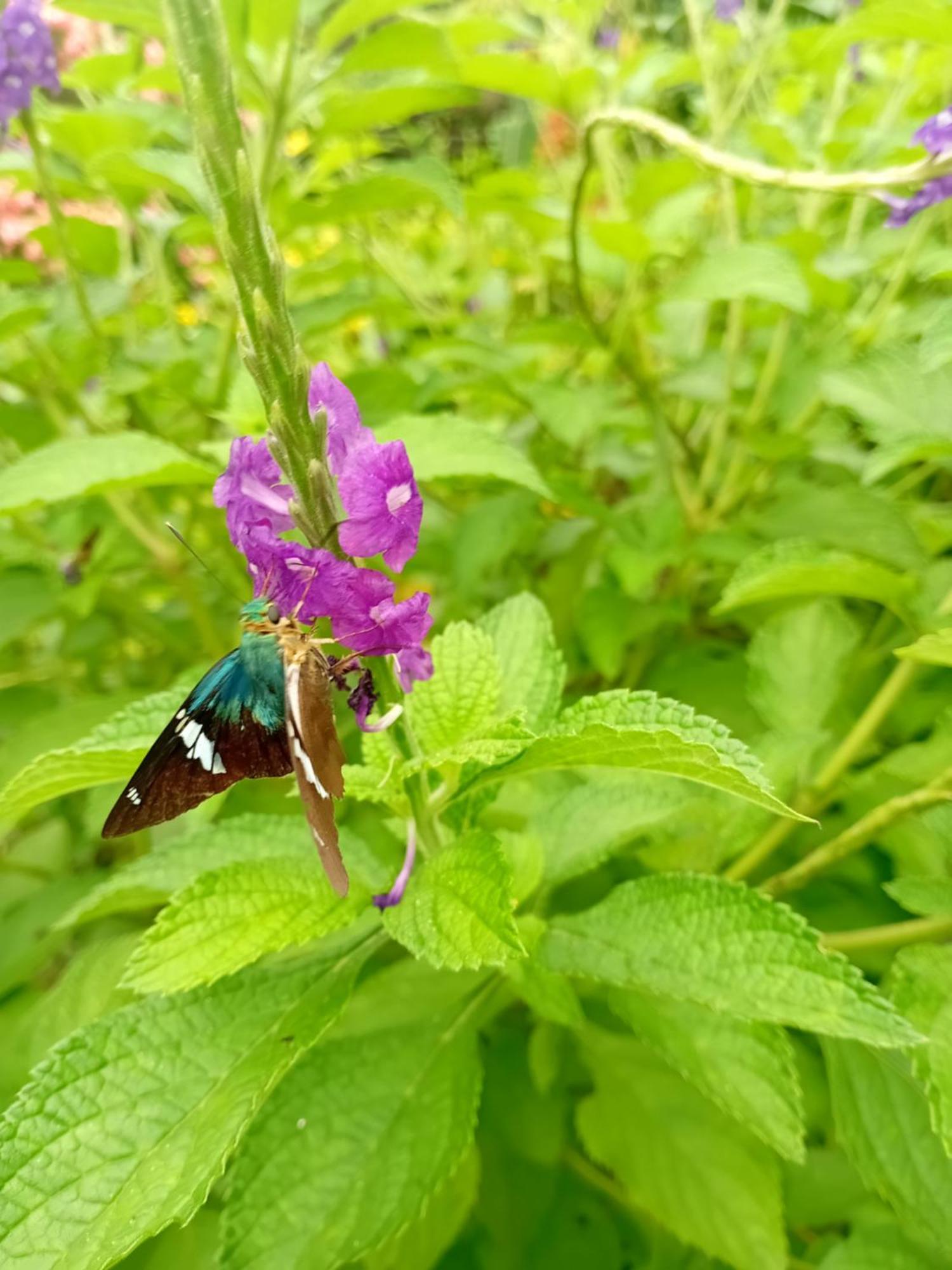 Eco Magdalena